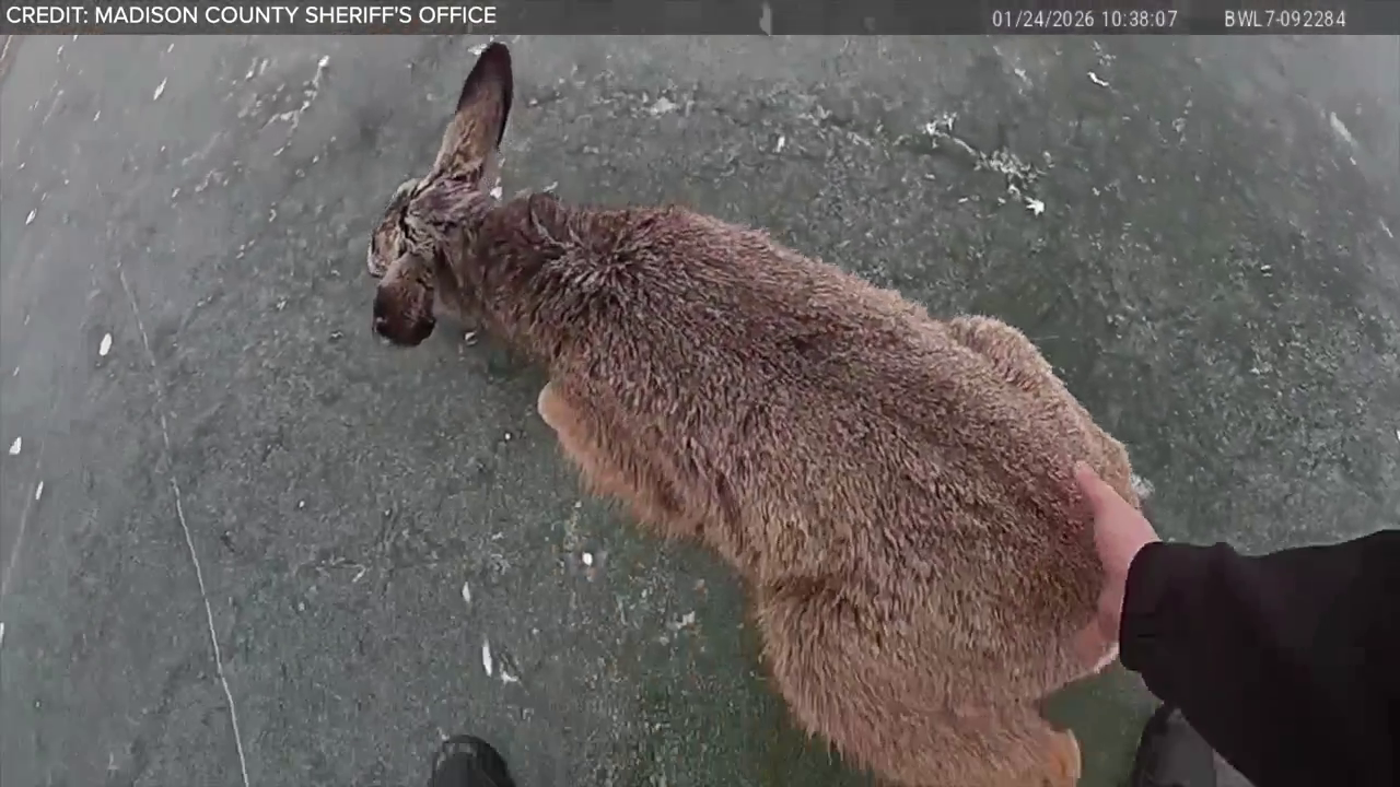 Deputy rescues deer stranded on frozen lake