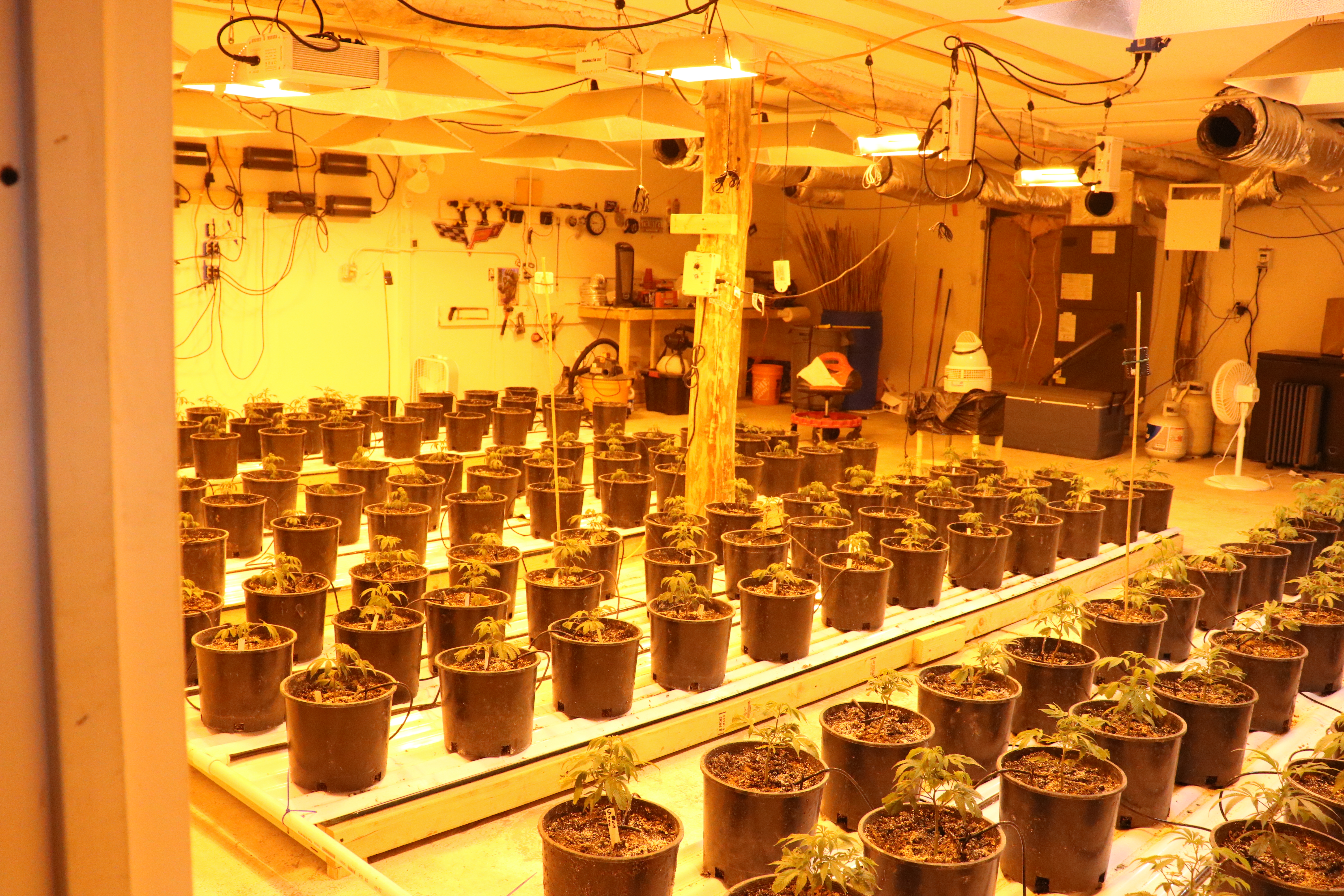 Marijuana grow operation