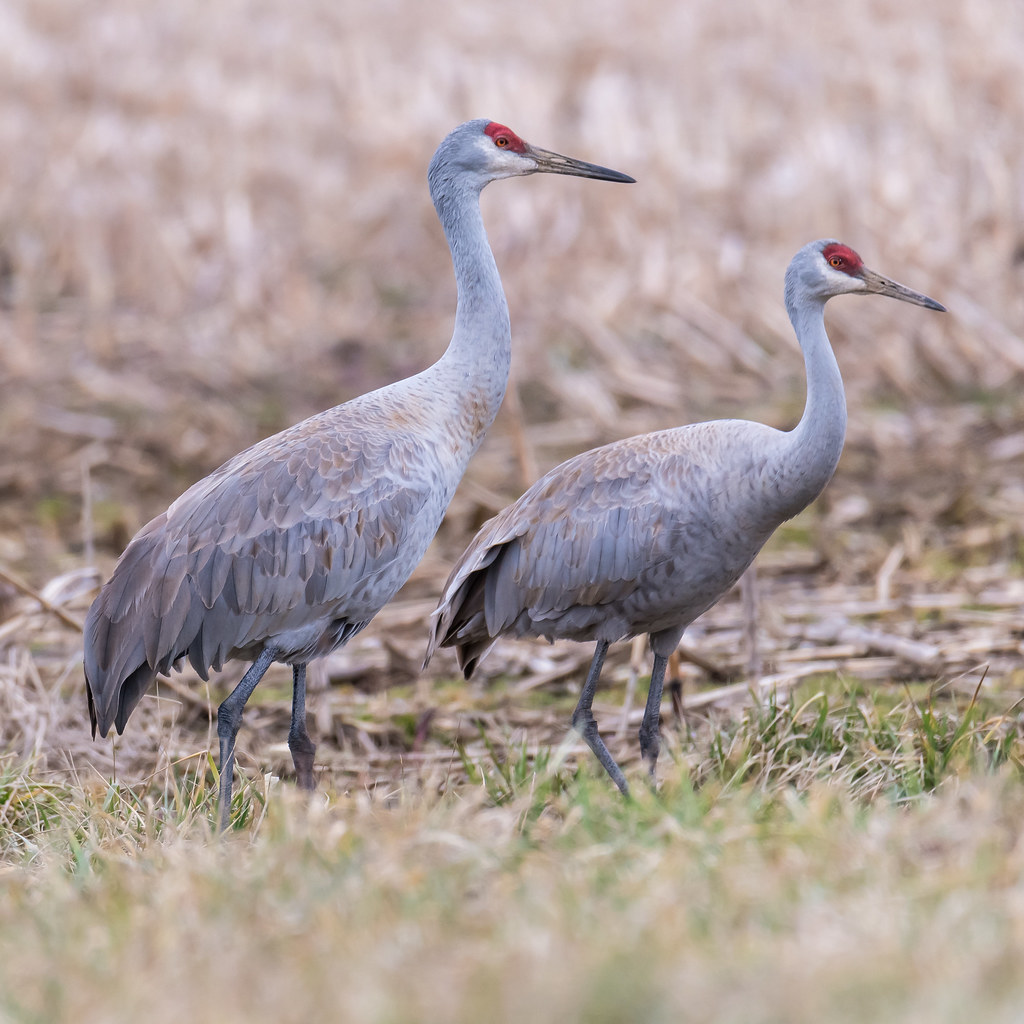 Eastern Sandhill Crane