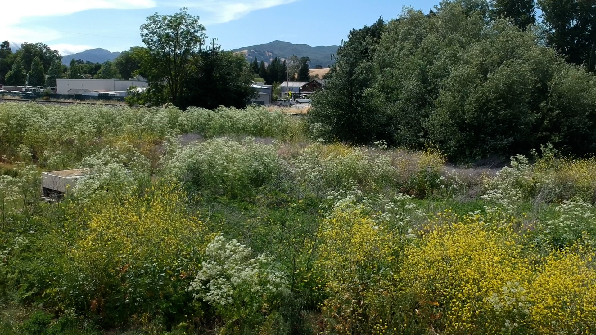 SANTA MARGARITA OVERGROWN WEEDS