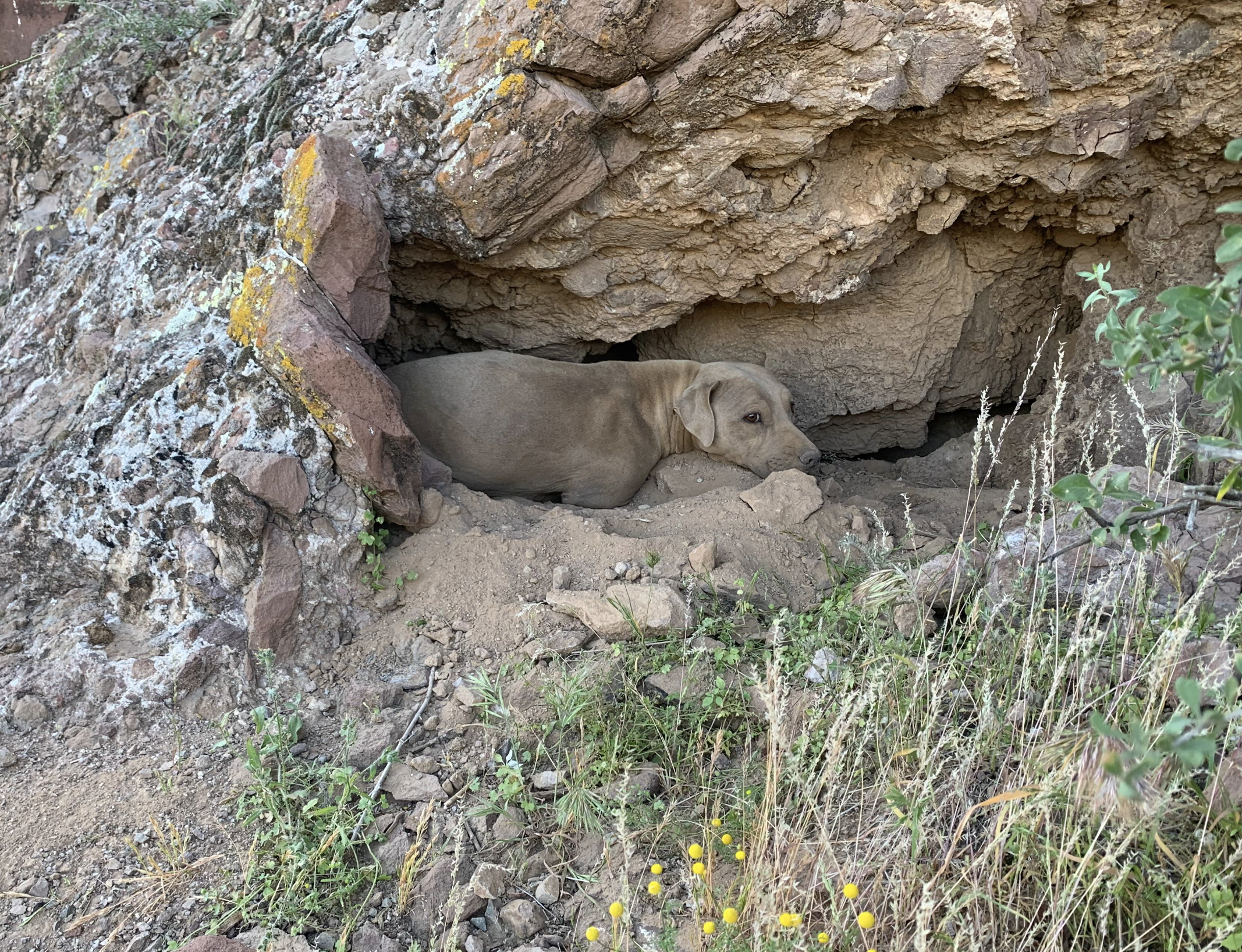 Puppy rescued from Lookout Mountain