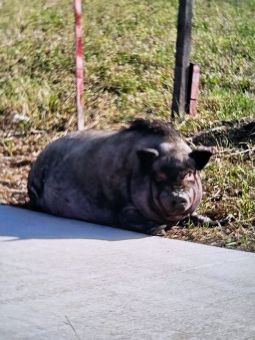 Lost pig in Franklin