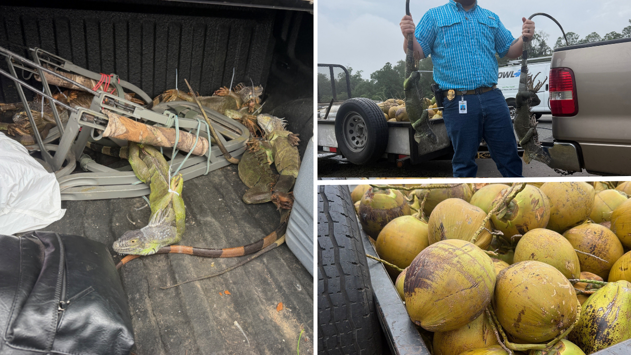 Troopers find 13 live iguanas during Winter Haven traffic stop, driver arrested: FHP