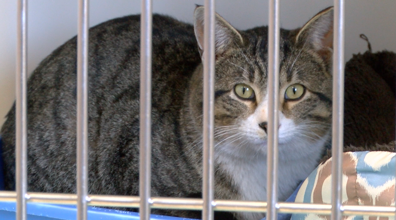 LCHS stray cat.png