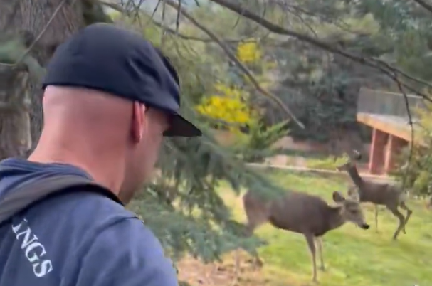 Deer Rescue.png