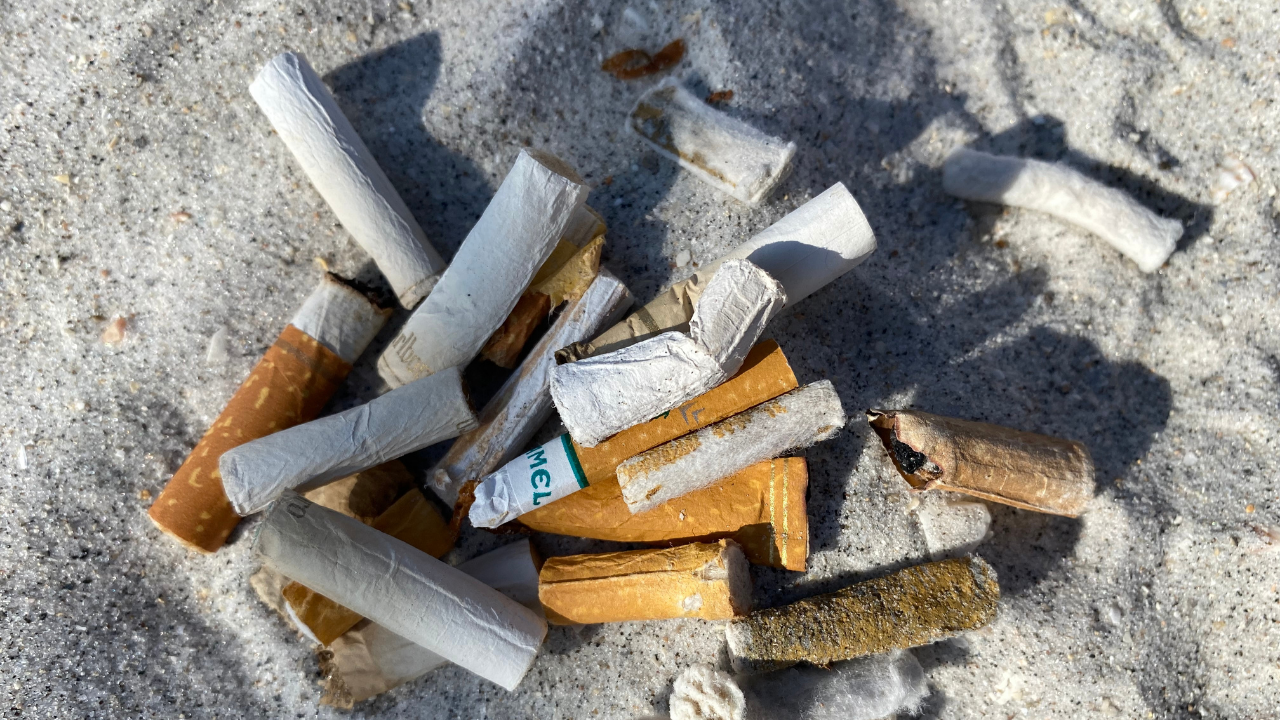 Cigarettes beach WFTS.png