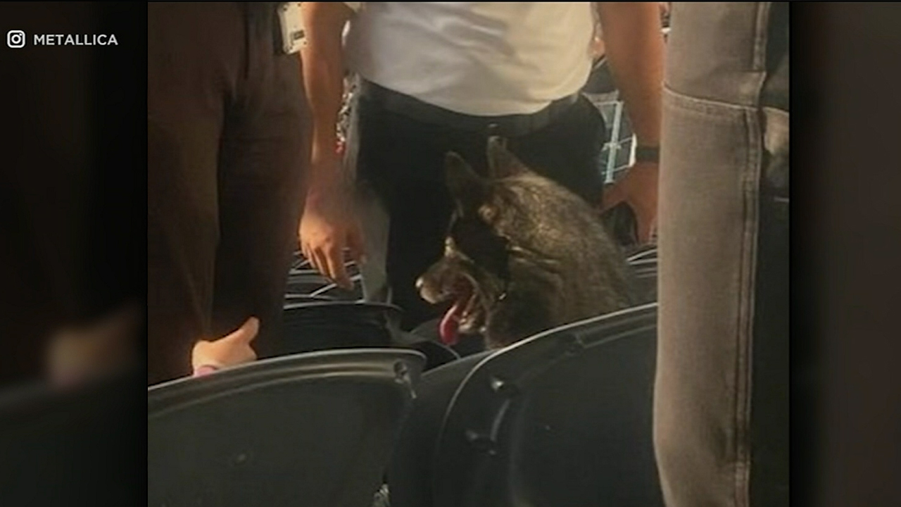 metallica dog.jpg