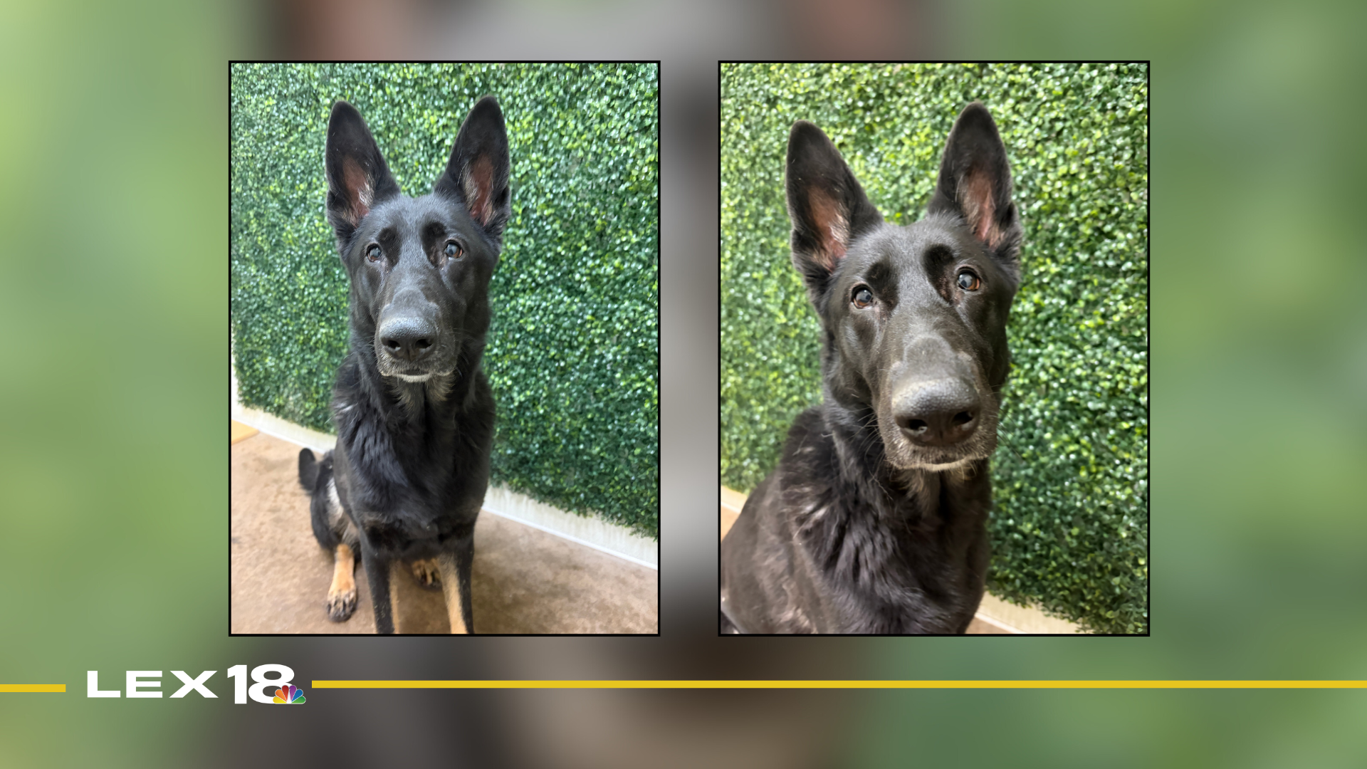 Featured Image Custom Edit (9).png