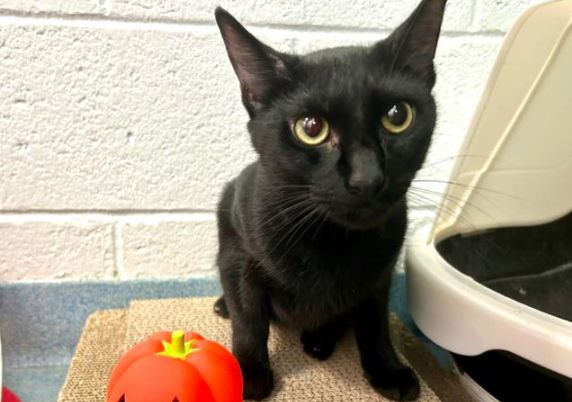 Moonlight, who is 2 years old, was received at Palm Beach County Animal Care & Control on June 18. 