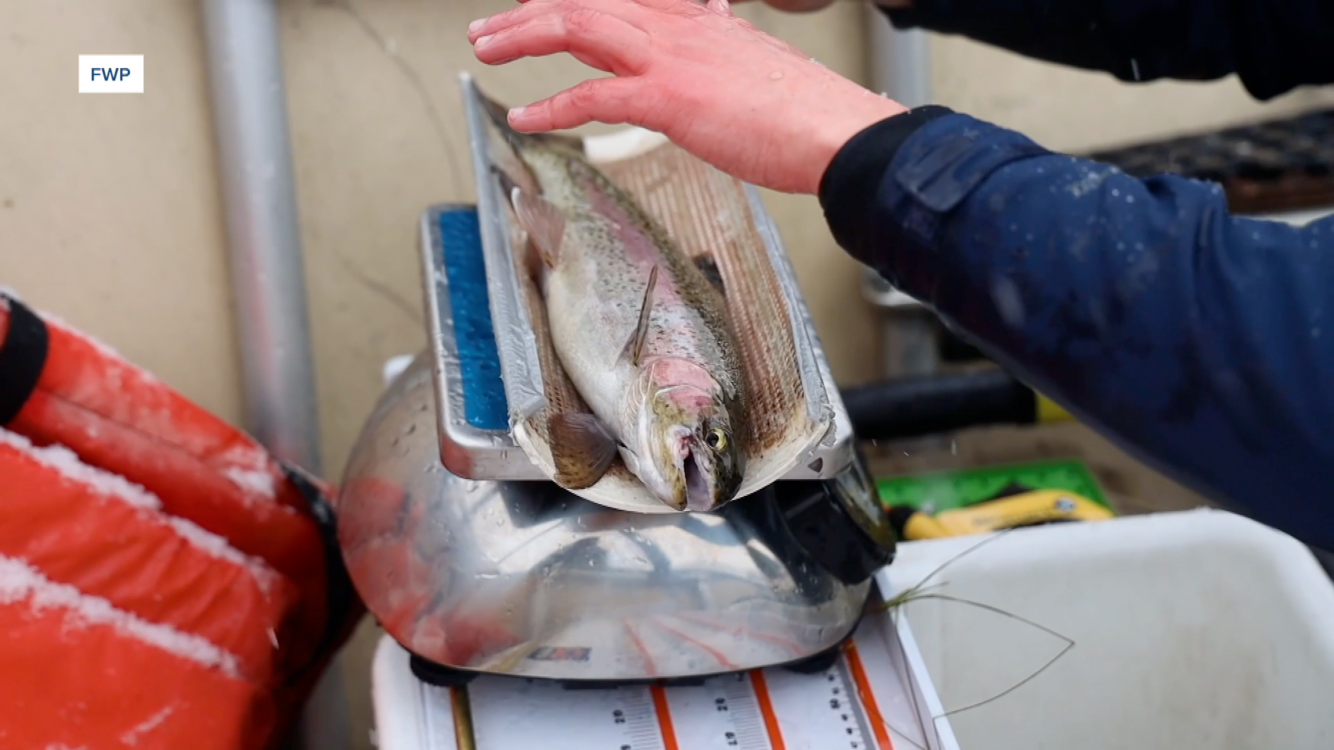 fwp fish study.jpg