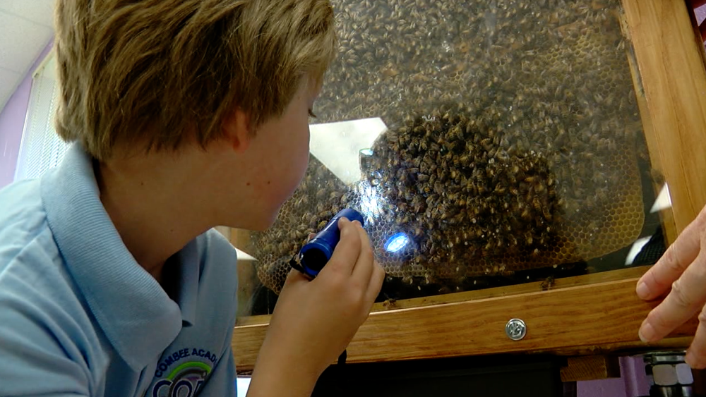boy looking at honey bee hive
