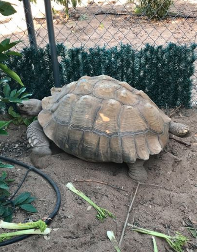 campo tortoise_1.png