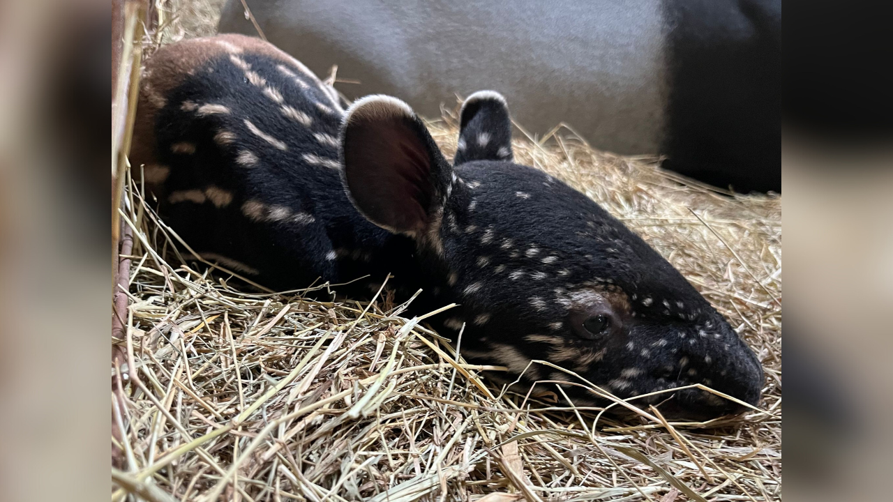 Tapir calf