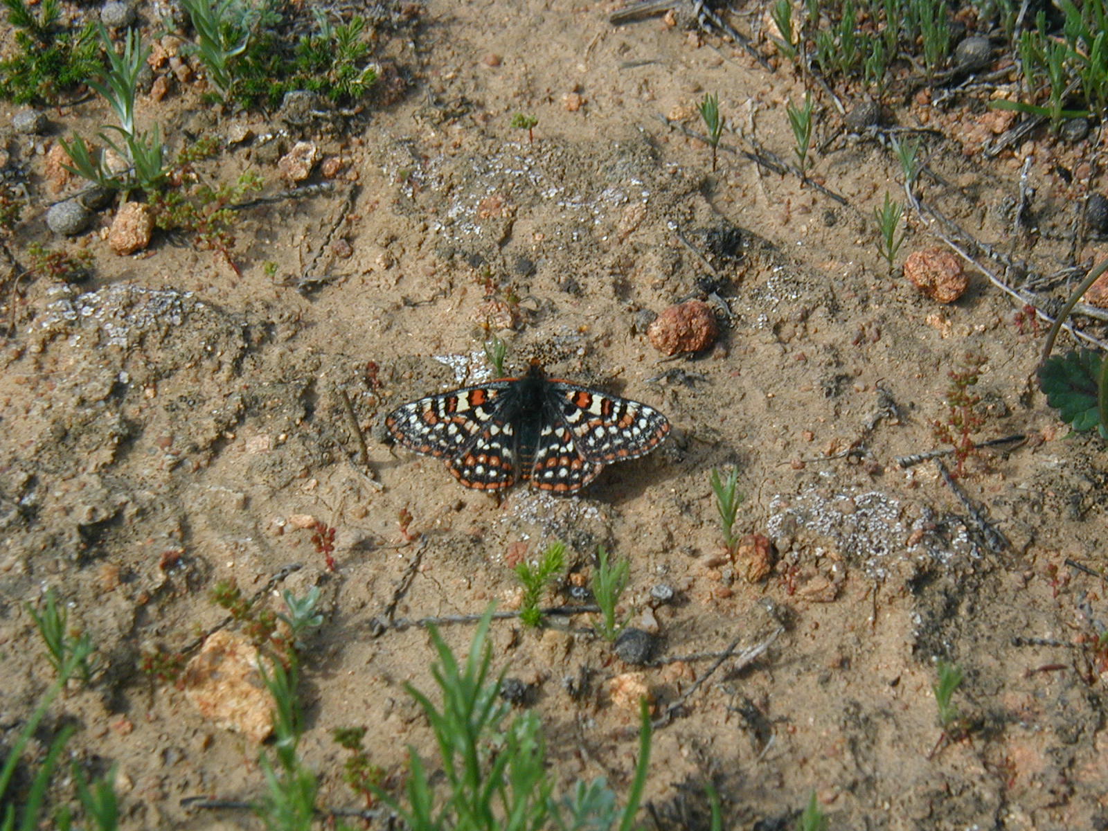 Quino_Checkerspot_Butterfly.jpg