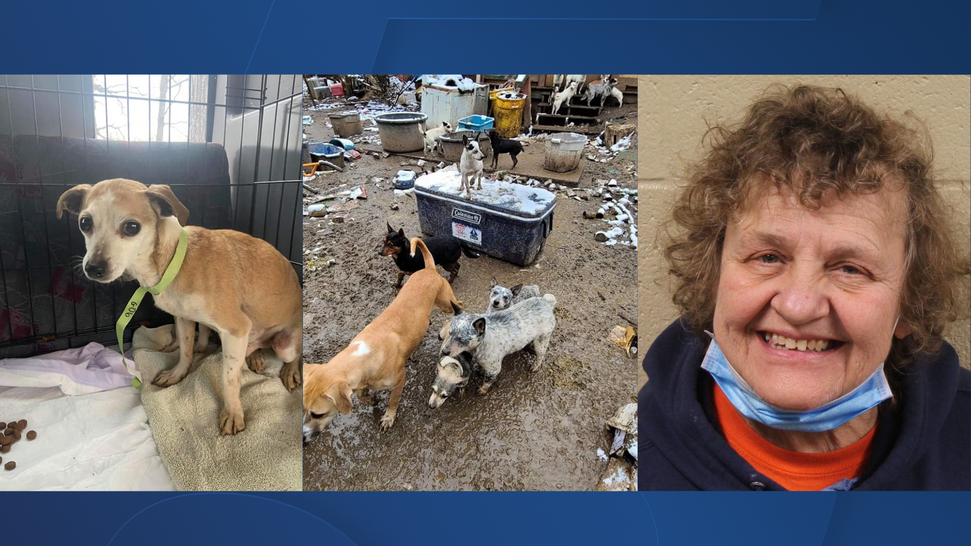 More Than 200 Dogs Rescued From Grundy Co Home