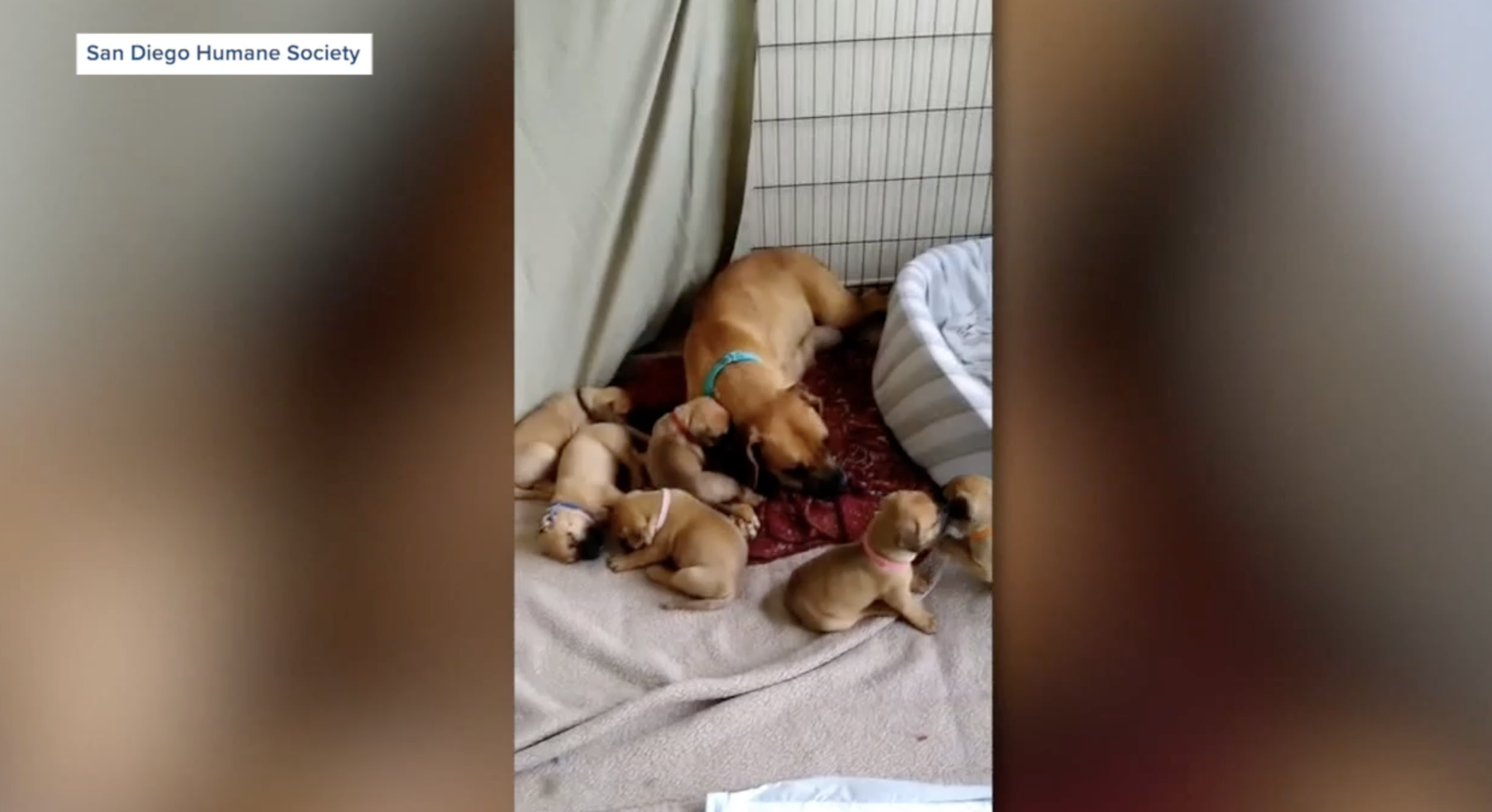 San Diego couple fosters multiple litters of puppies