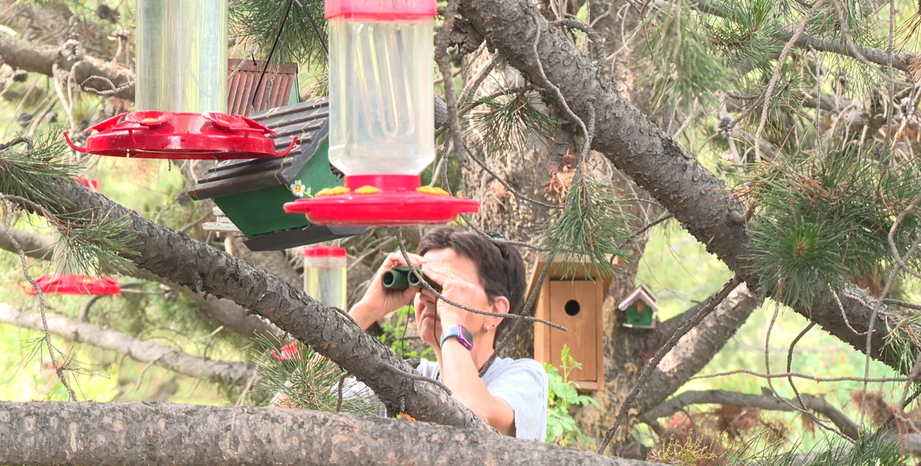 South Hills hummingbird stop