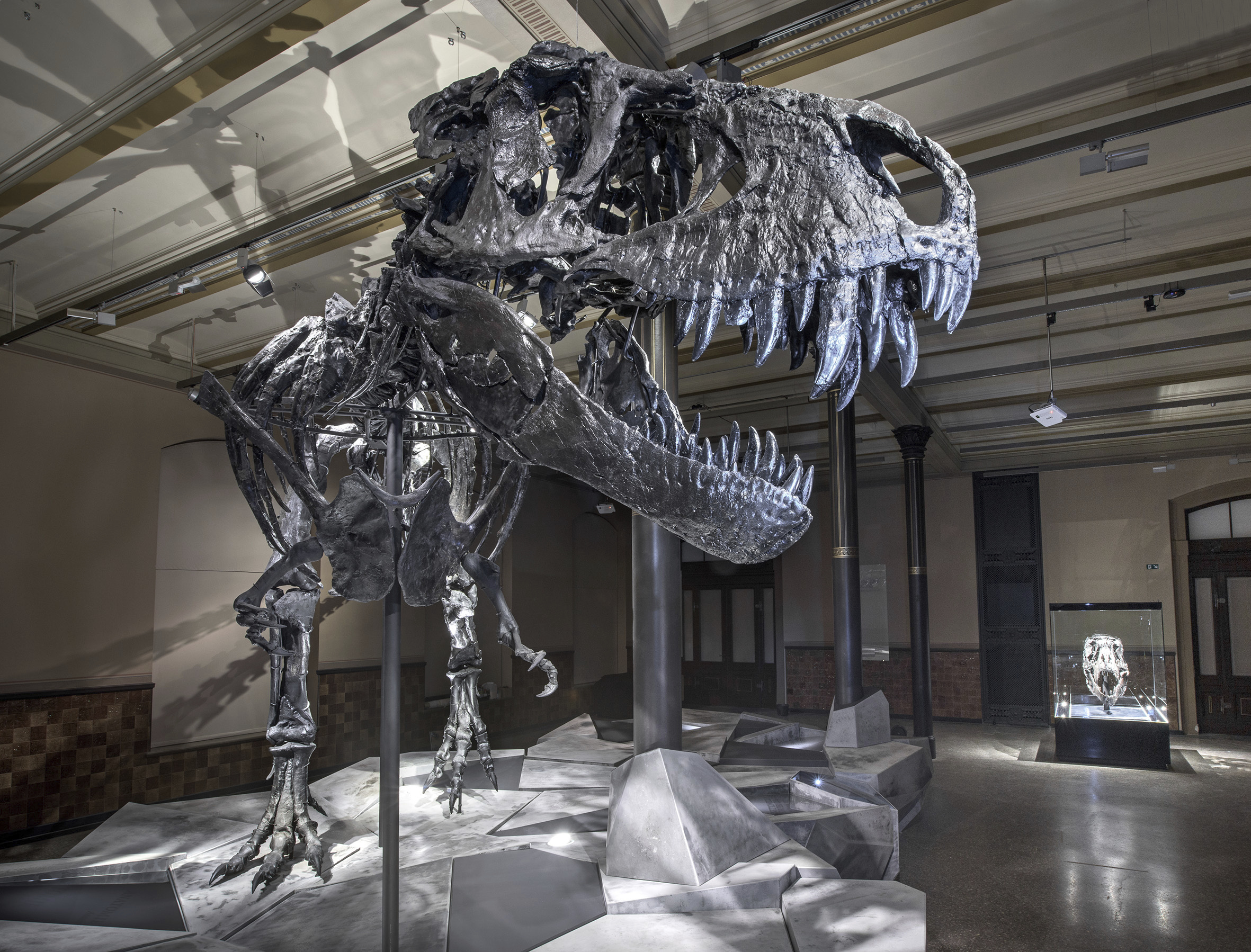 Museum of Natural History Berlin Tyrannosaurus Rex skeleton