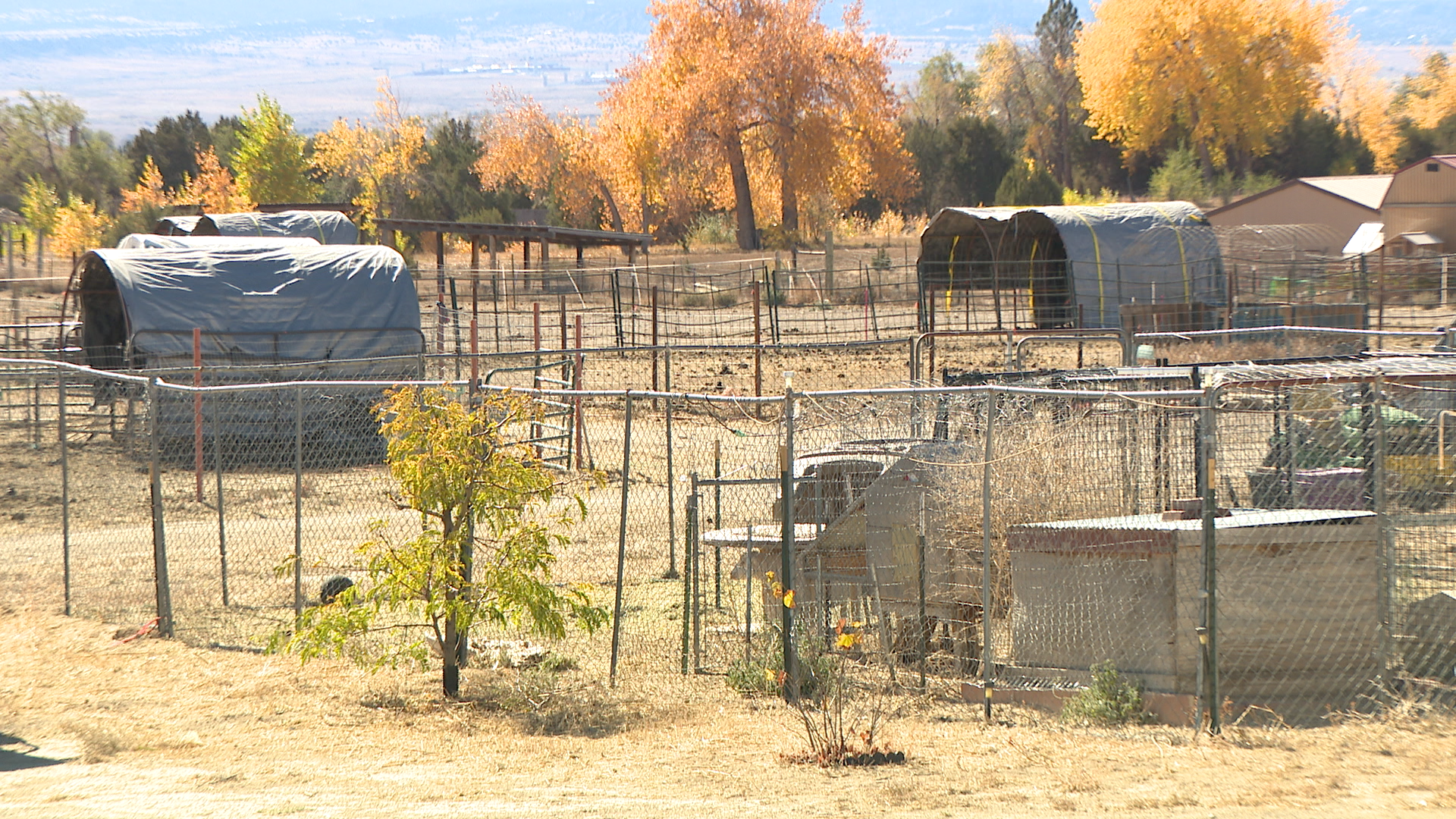 30 animals were seized from a property in Penrose in October 2022.