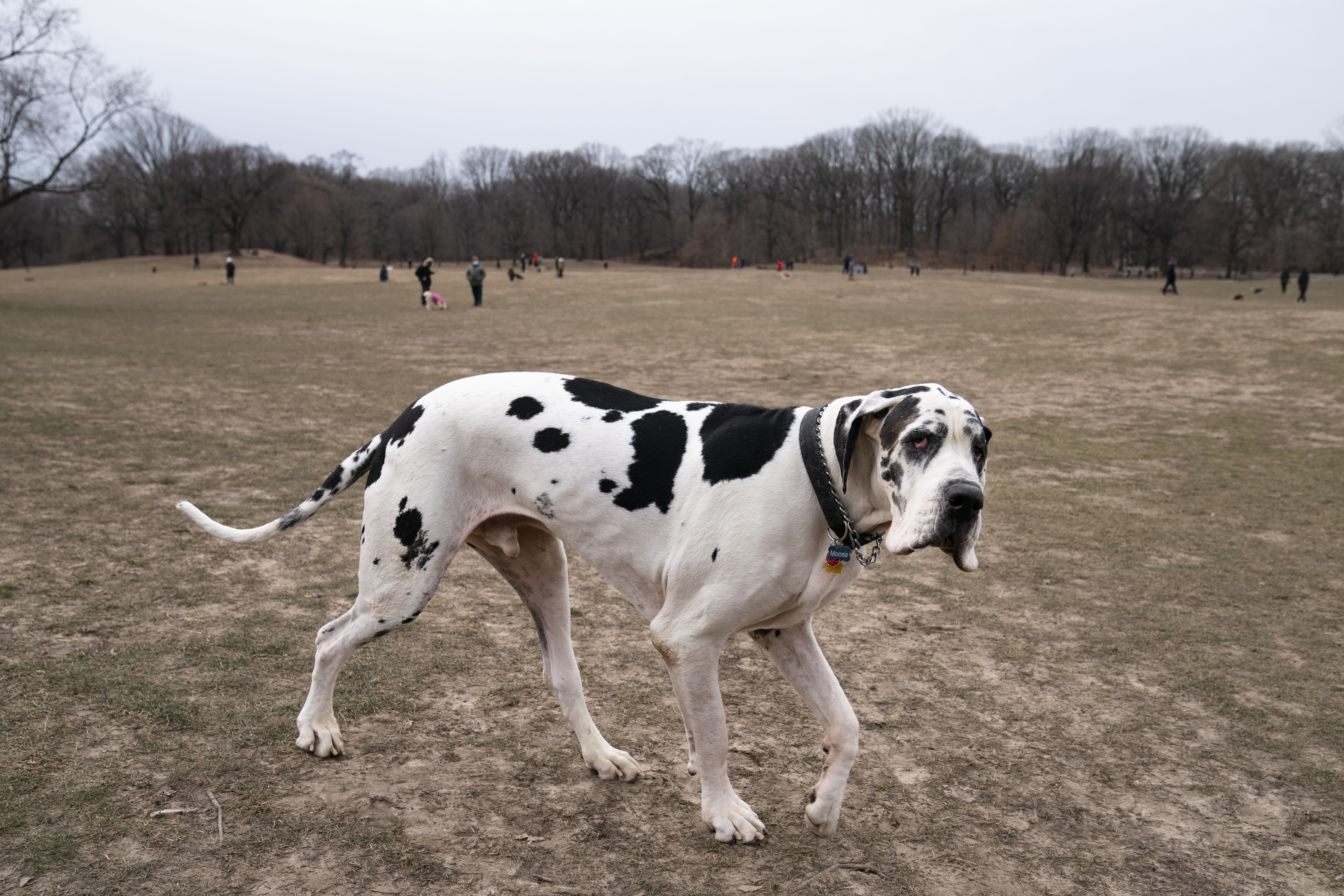 Virus Outbreak Dog Parks