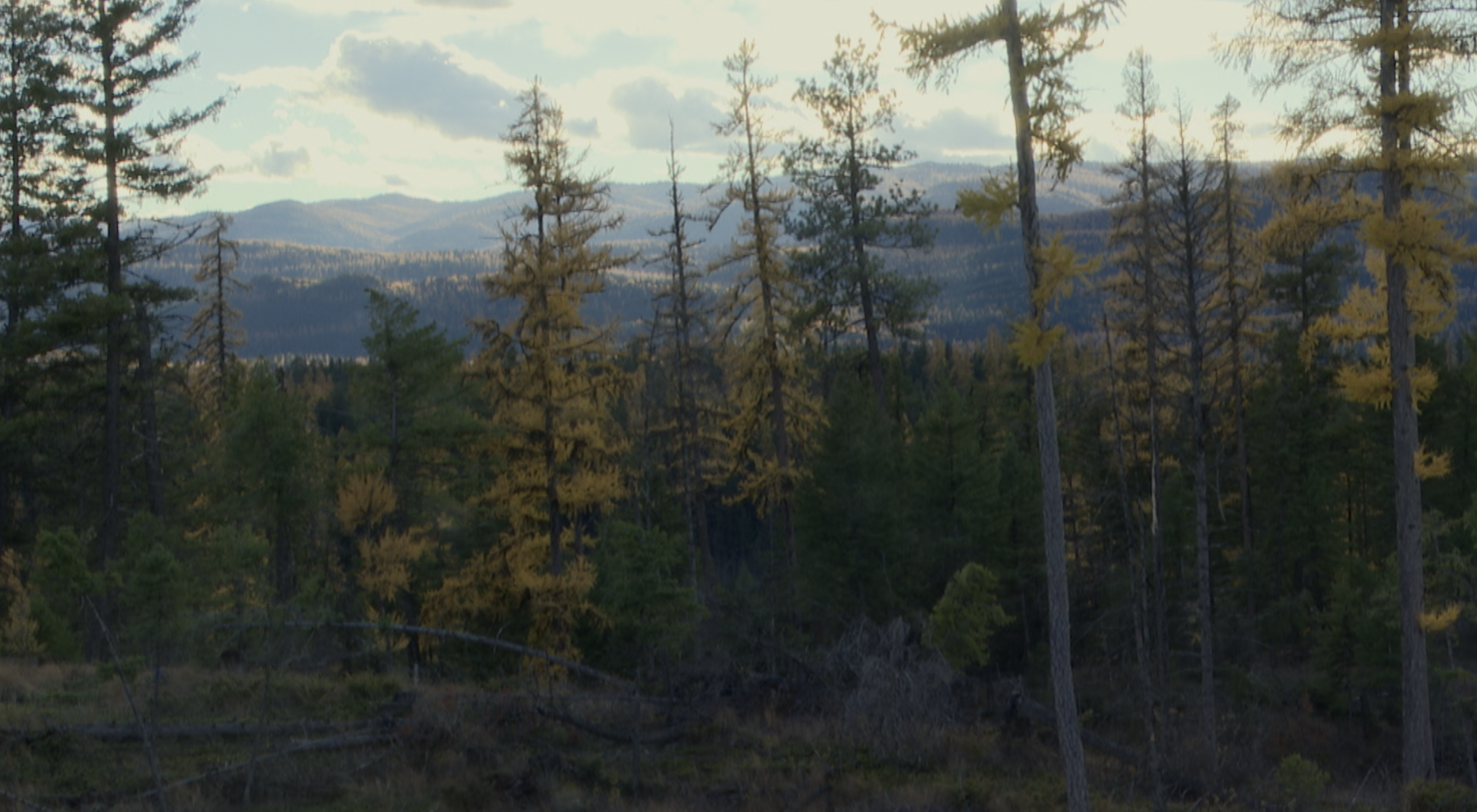 Rainbow Connection View