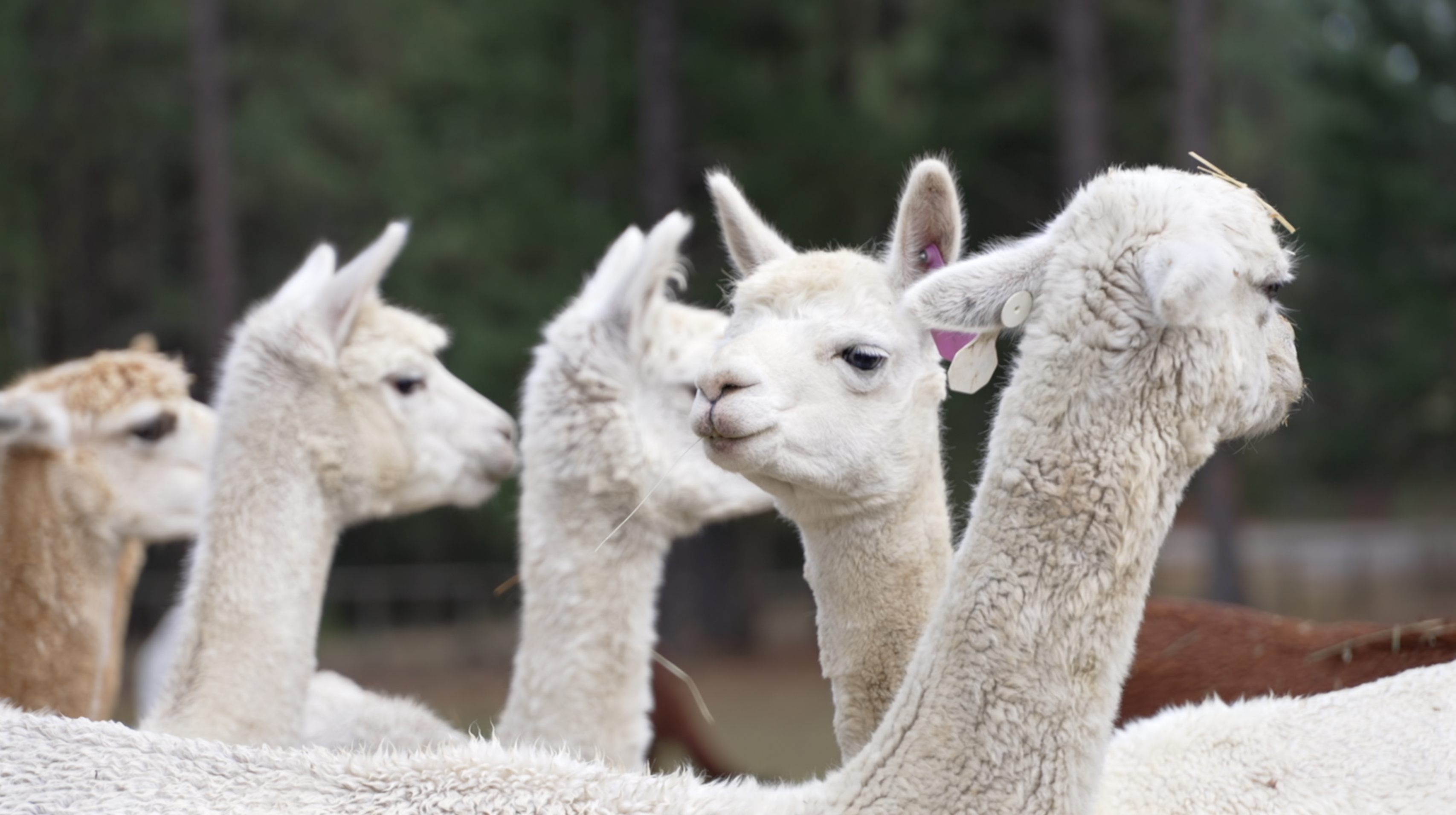 MT AG: Pronking Pastures Alpacas