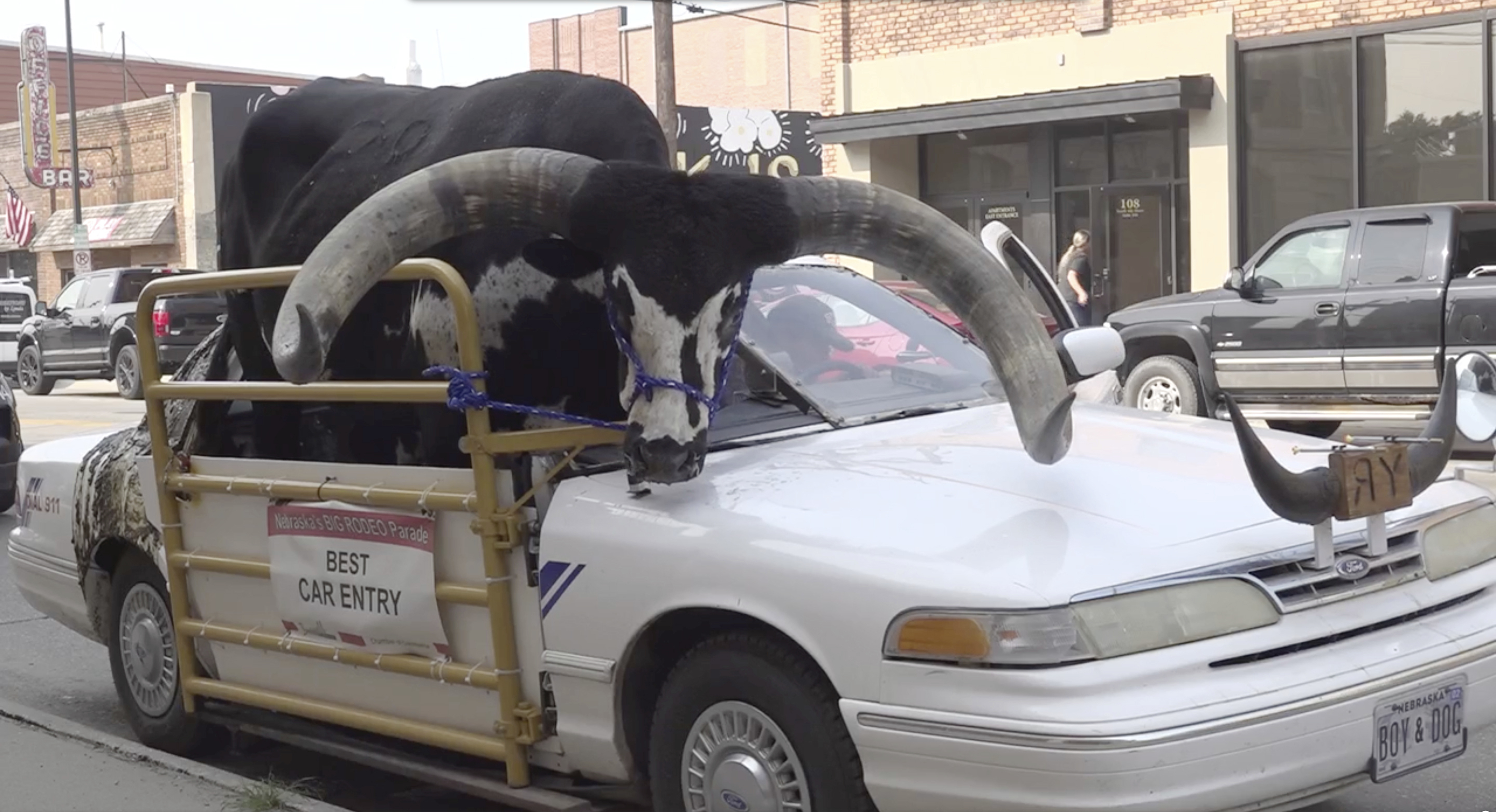 ODD-Bull in Car Nebraska