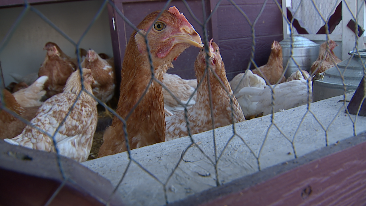 Chickens
