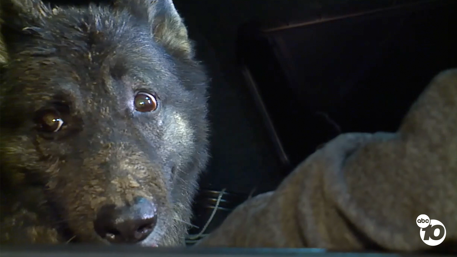 Rescued K9.png