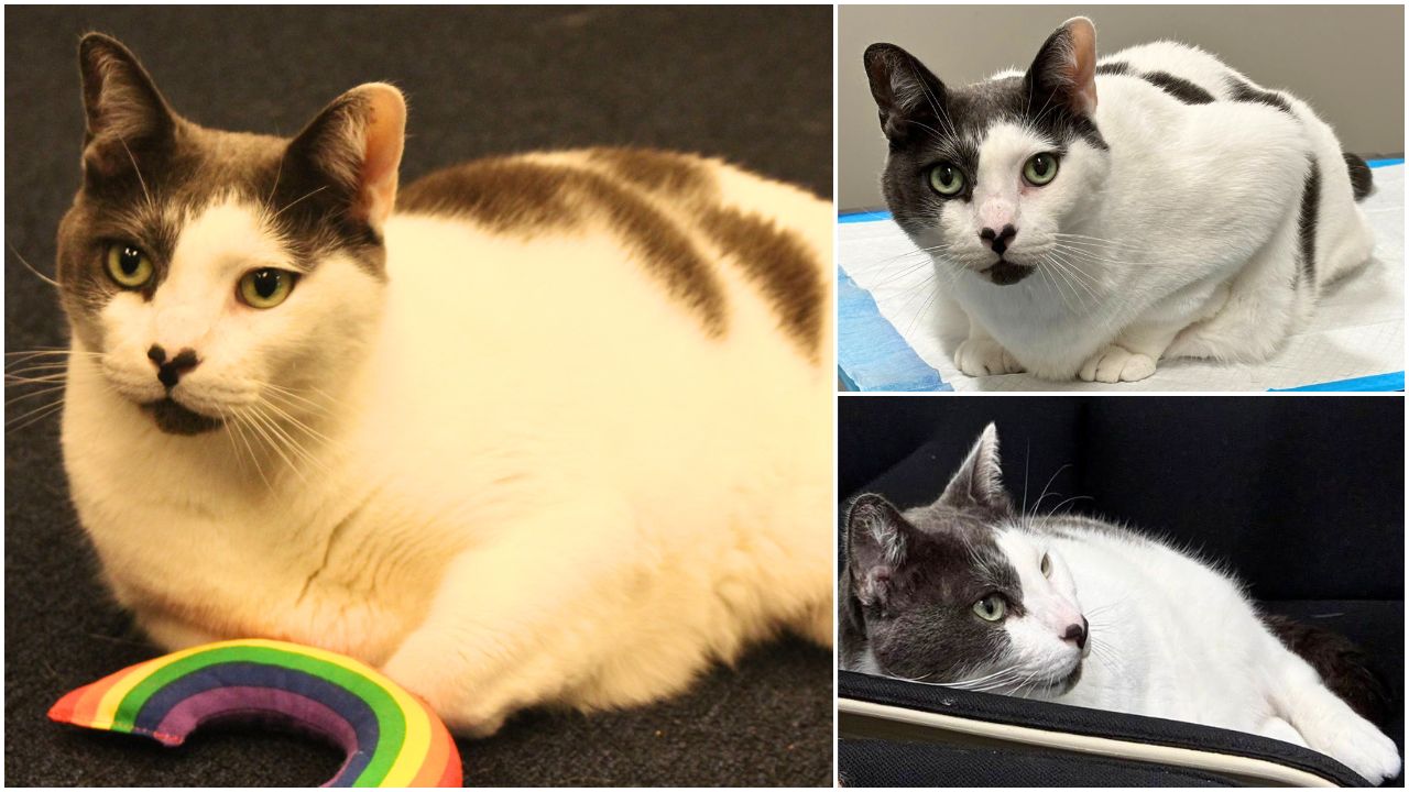 Fat Cat Patches Dental Surgery 