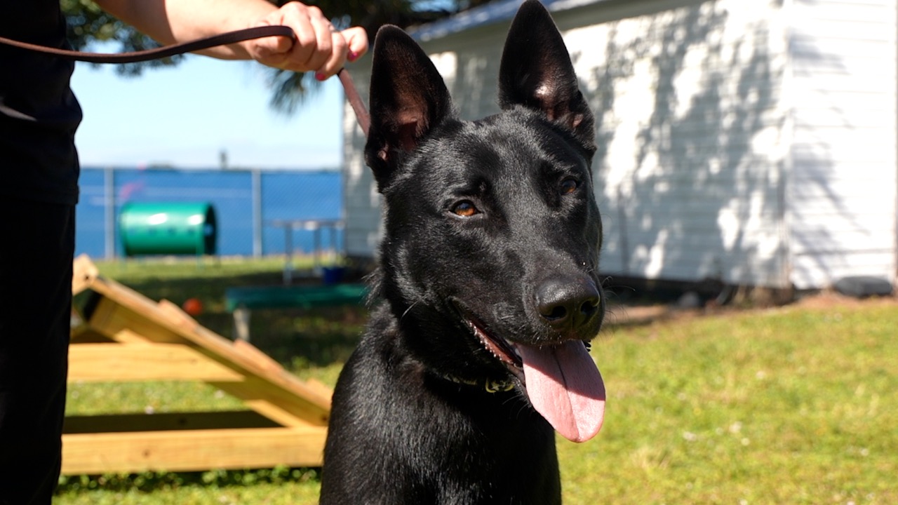 CALOOSA HUMANE PARTNERS WITH GEO PRISON FOR INMATE DOG TRAINING THUMBNAIL.jpg