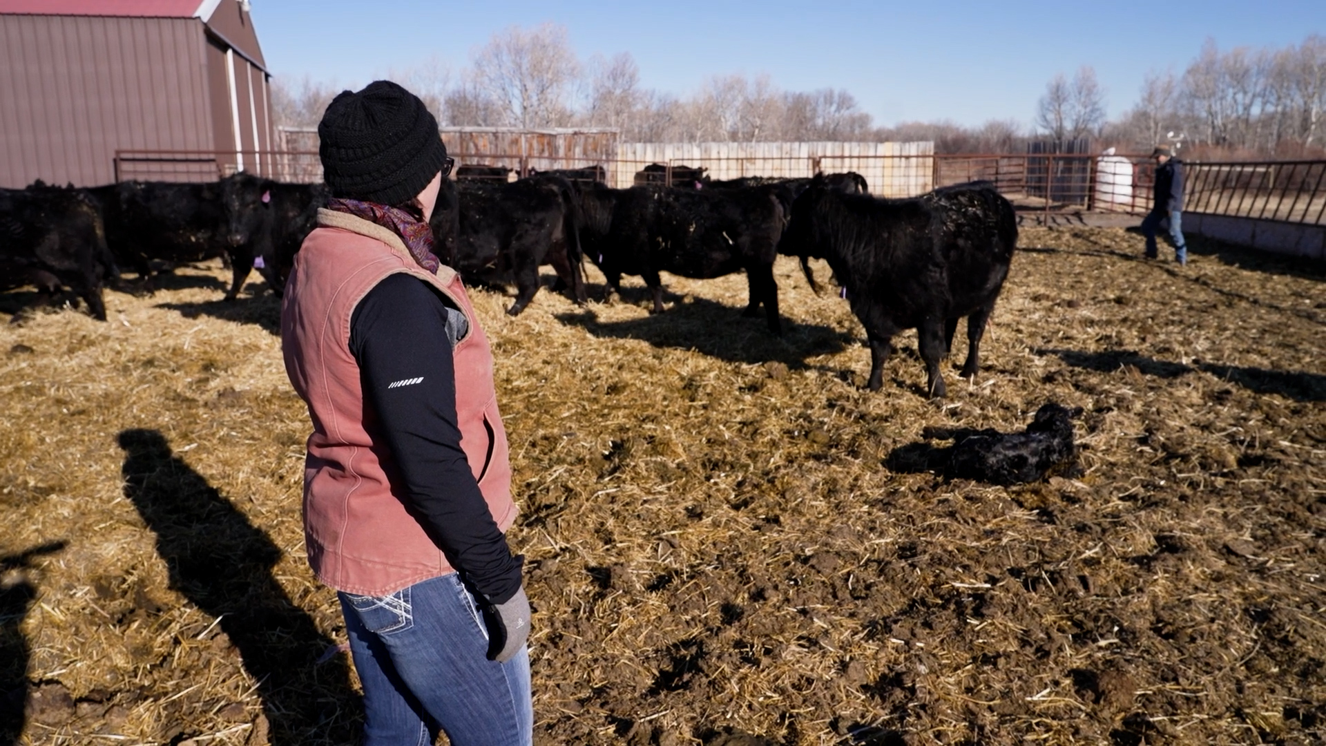 Montana ranchers and bear advocates react to federal grizzly regulations delay
