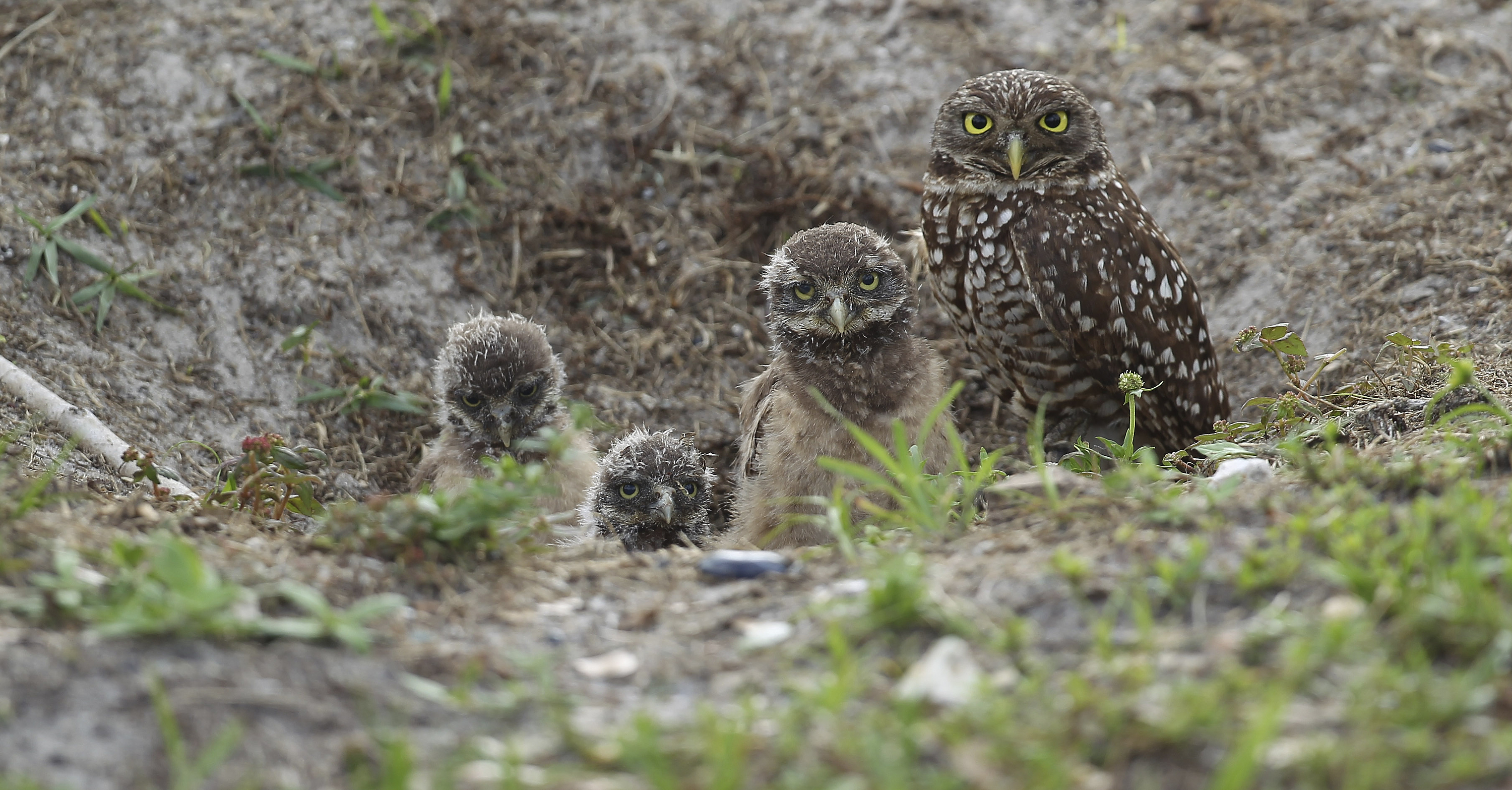 Burrowing Owl