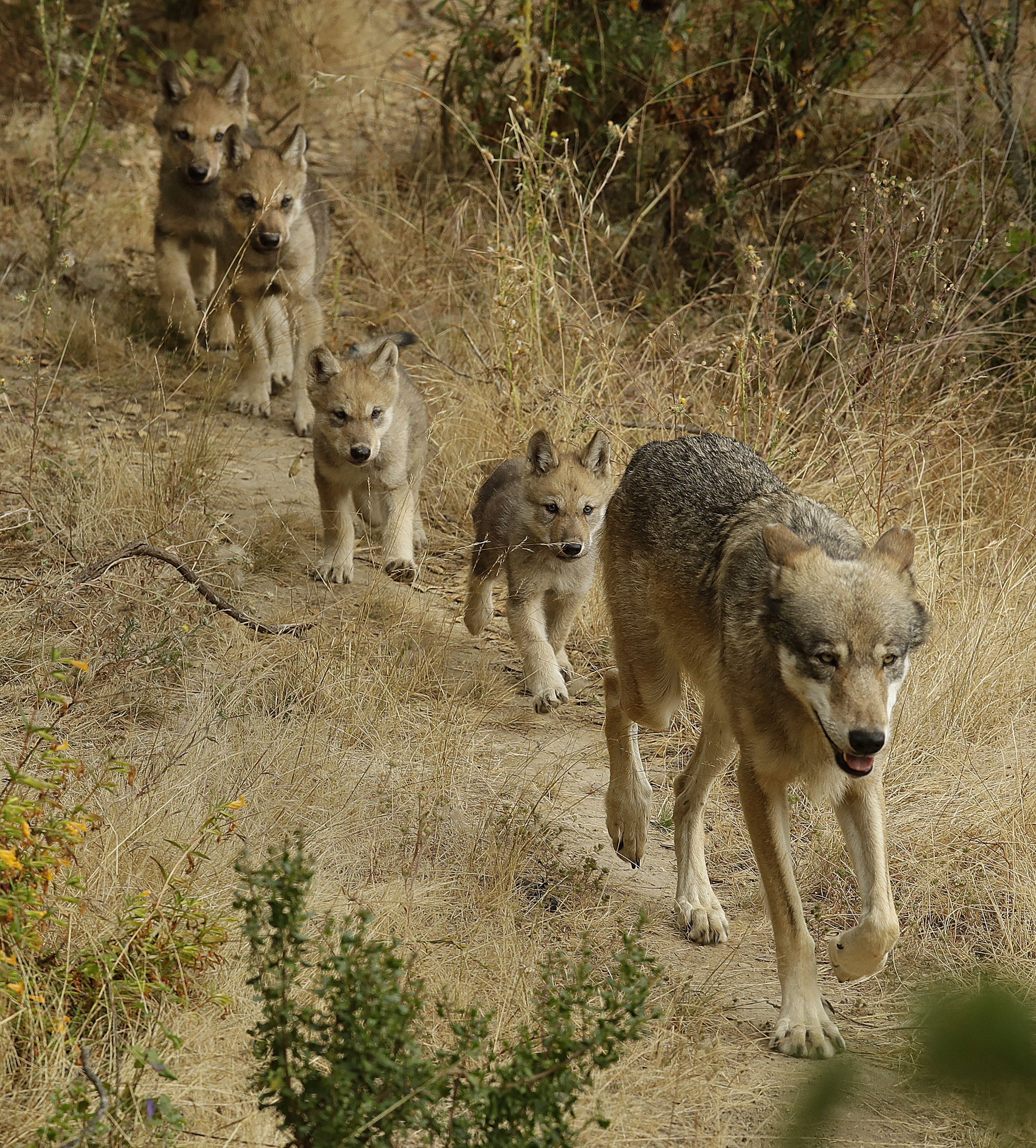 Grey Wolf Pups