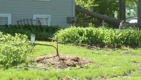 Fallen pear tree