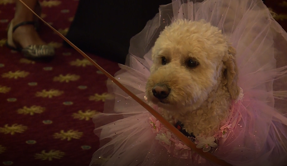 SPCA Fur Ball 02.png