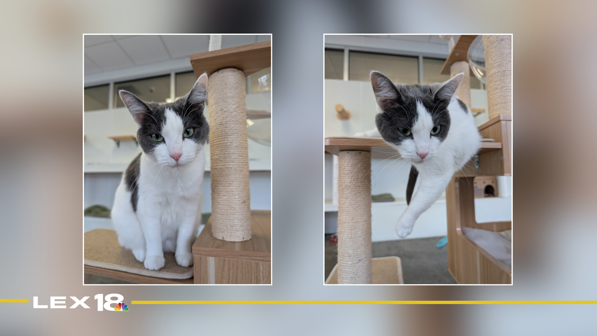 mugshot template  (25).png