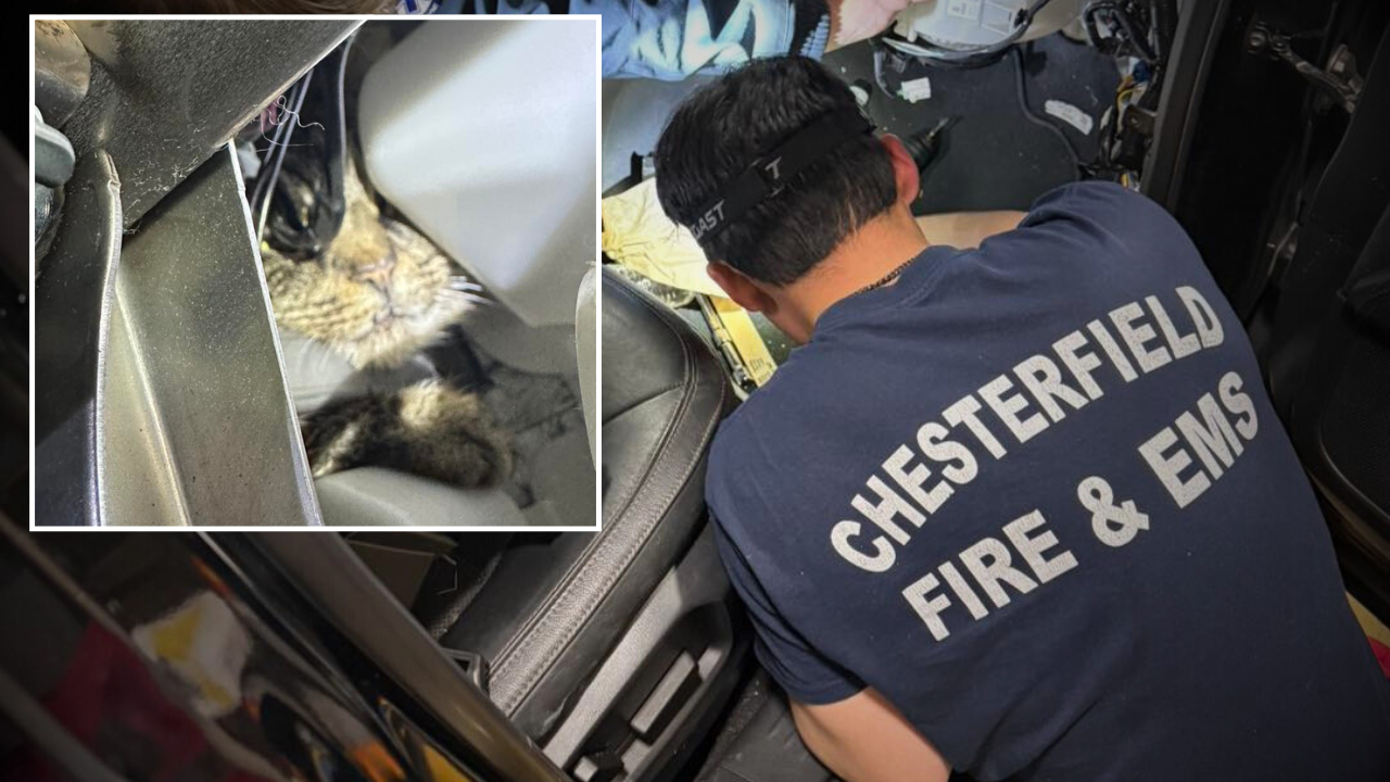 Scott THUMB cat rescue.png