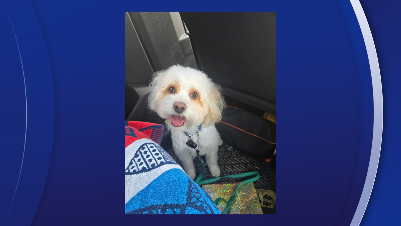 dog killed by poison