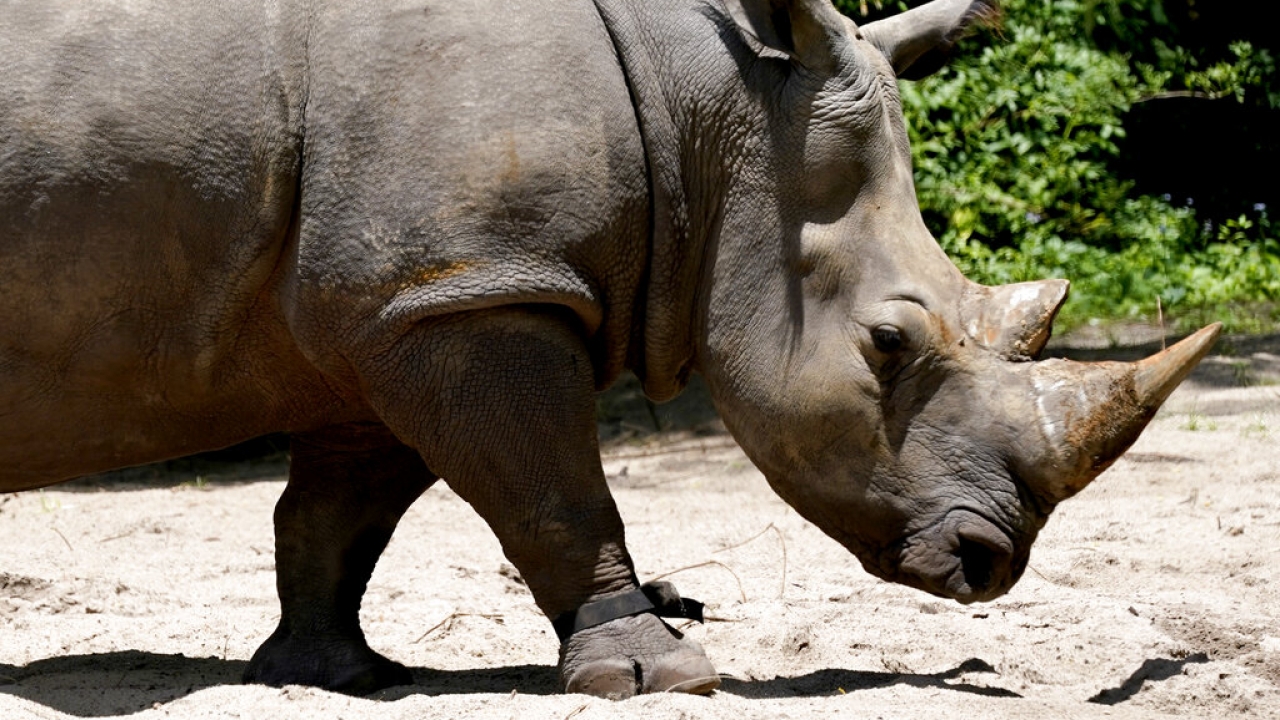 A white rhino walks around.