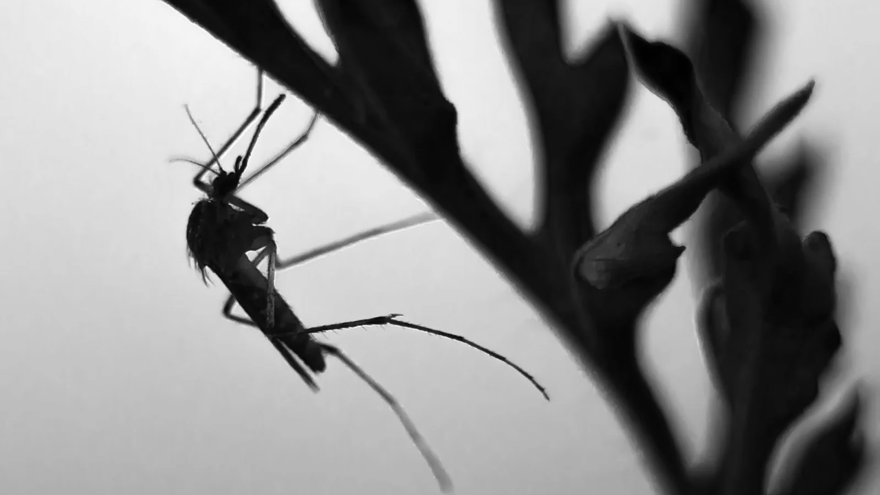 Mosquito generic Canva.png