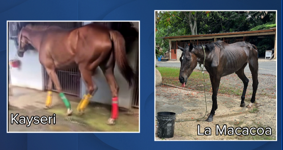 Kentuckyred horses euthanized in Puerto Rico