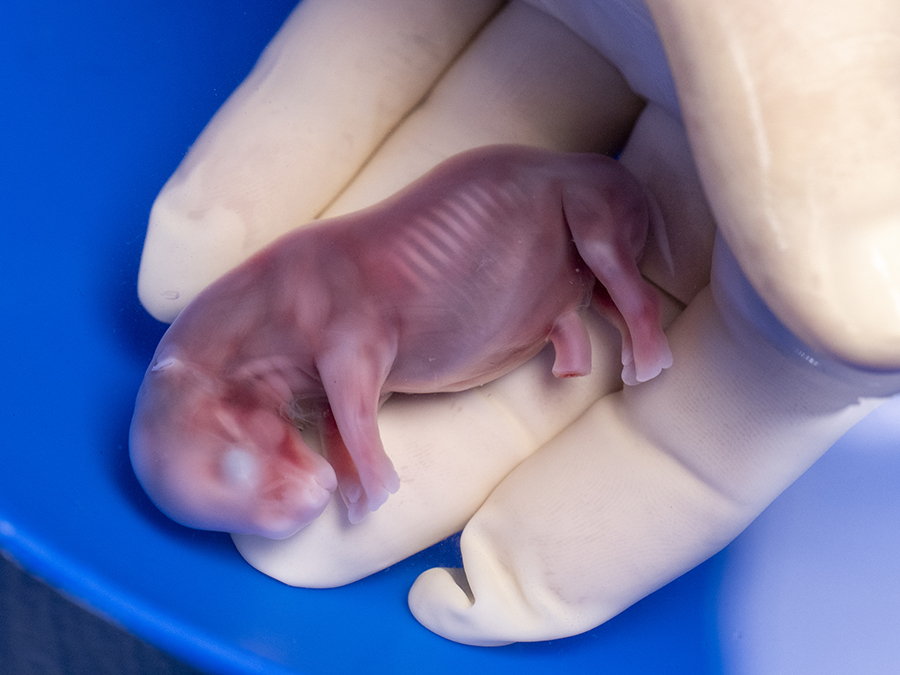 Kenya white Rhino IVF Pregnancy