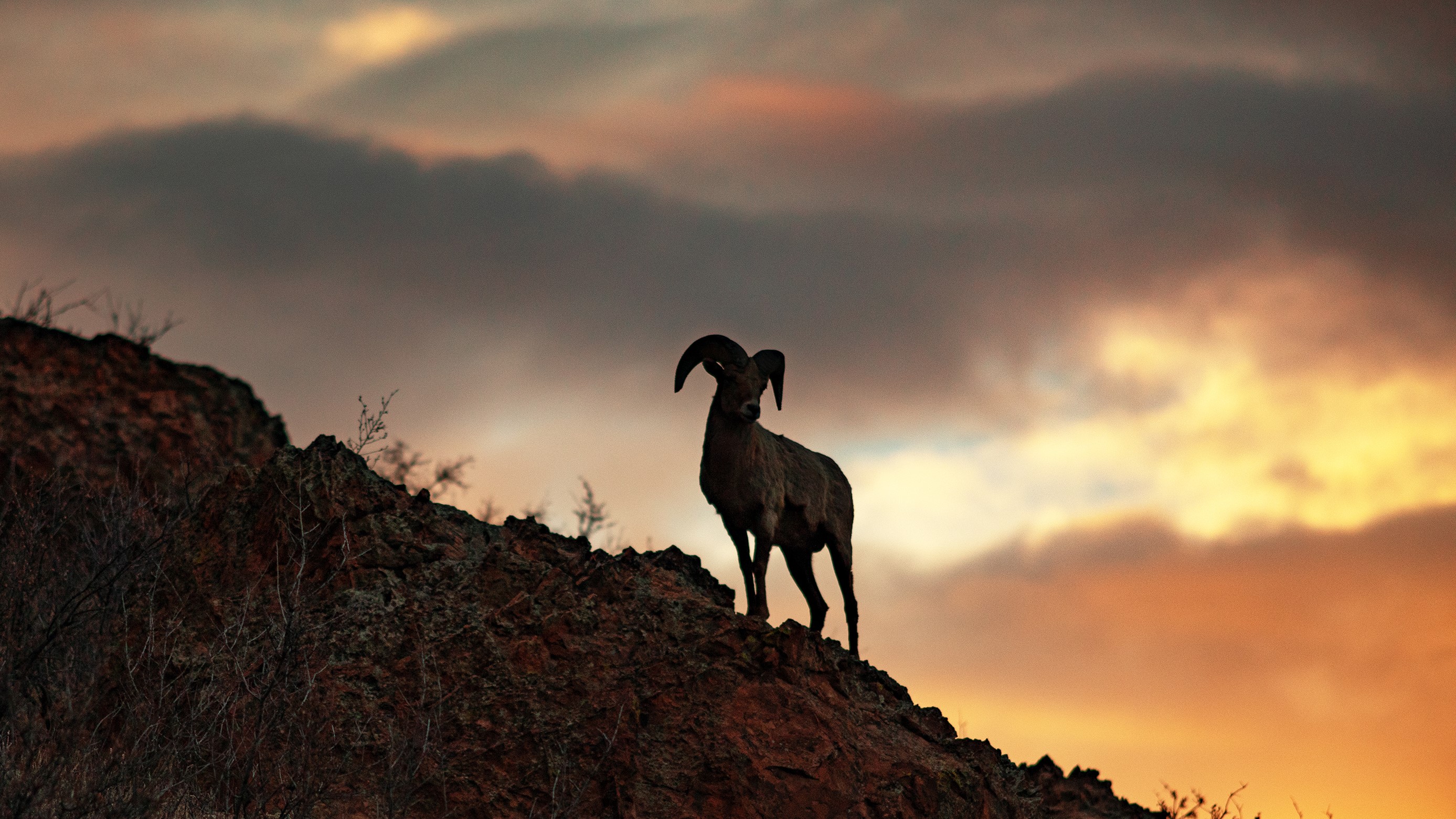 Peter Schwepker Garden of the Gods big horn sheep at sunset 3.11.23