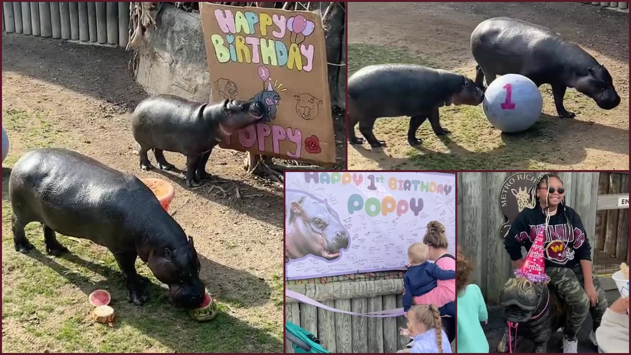 Poppy Birthday Party