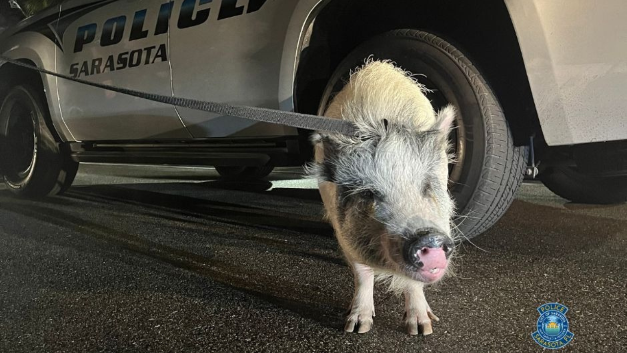 pig in Sarasota police