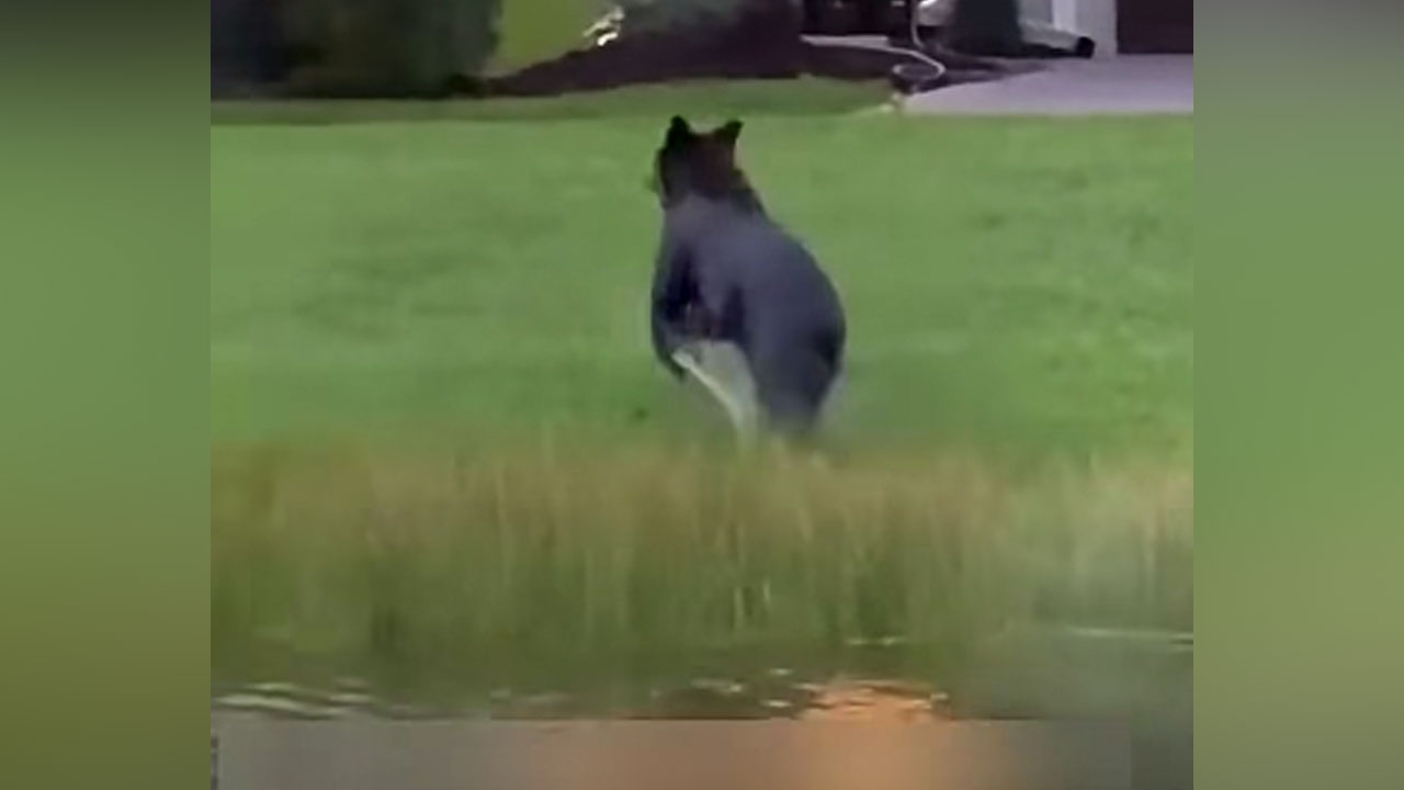 A black bear was spotted in the Town Park neighborhood of Port St. Lucie, police said on June 2, 2026.