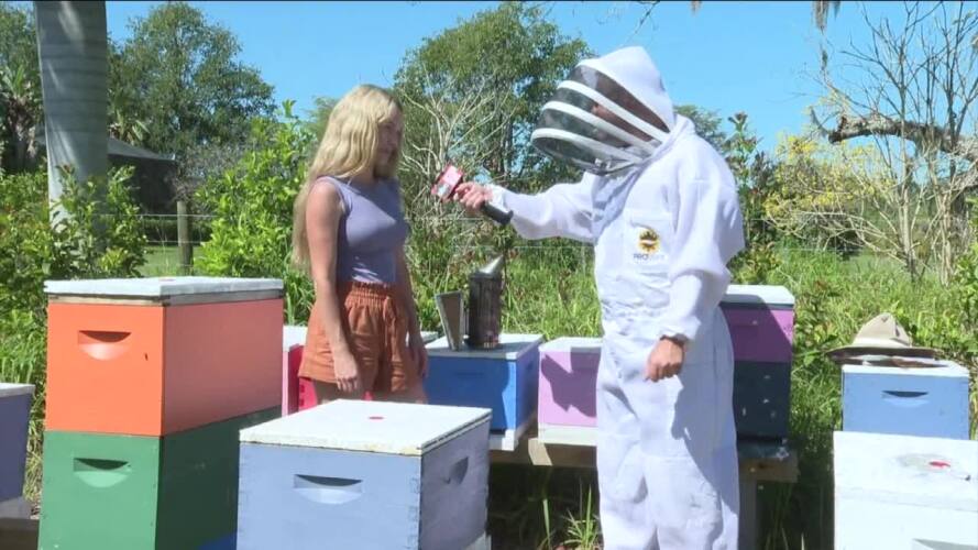 Bees.jpg