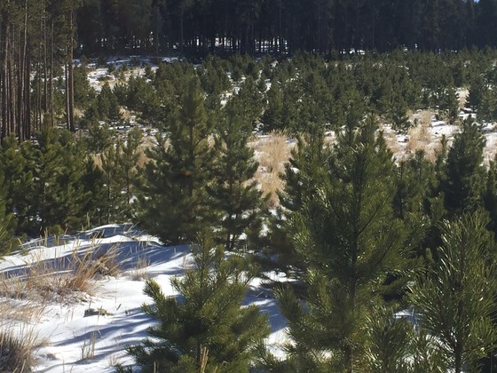 Boulder County Parks & Open Space_Reynolds Ranch Open Space christmas tree