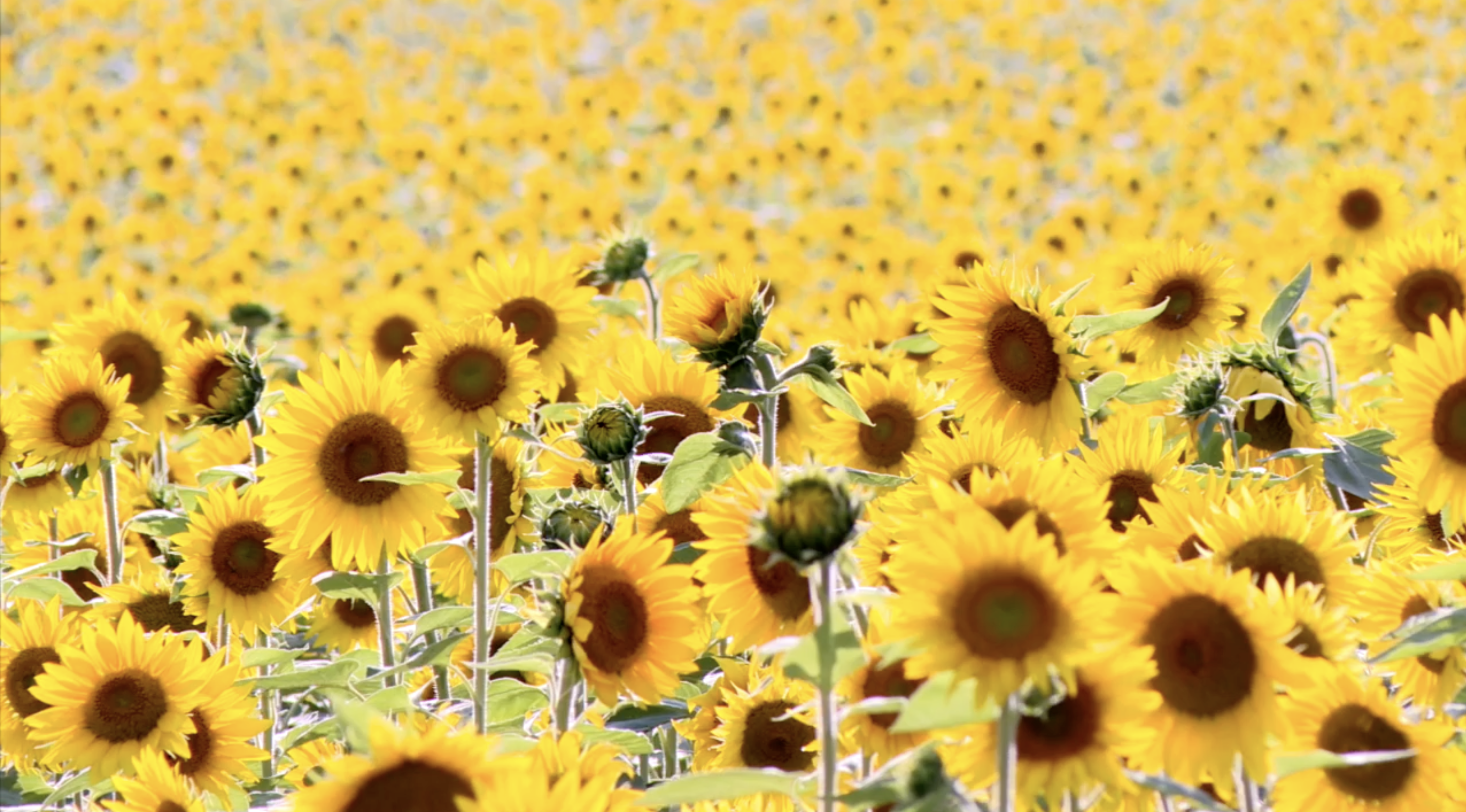 Gorby Sunflowers brings sunshine to Allegan 